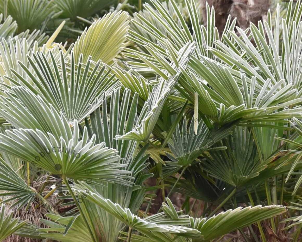 Trachycarpus fortunei - 3 stam