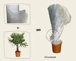 Trachycarpus fortunei - 3 stam