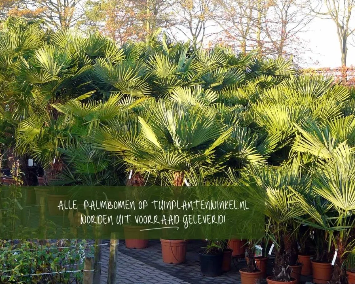 Trachycarpus fortunei - 3 stam