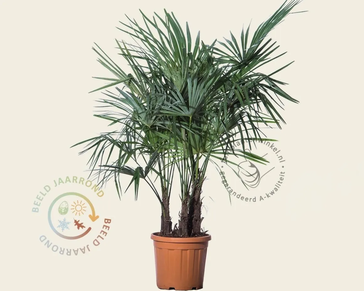 Trachycarpus fortunei - 3 stam