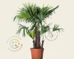 Trachycarpus fortunei - 3 stam