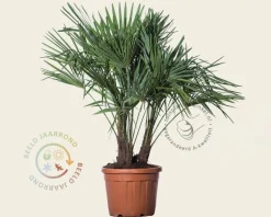 Trachycarpus fortunei - 3 stam