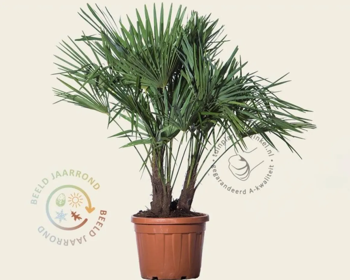 Trachycarpus fortunei - 3 stam