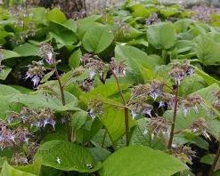 Trachystemon orientalis