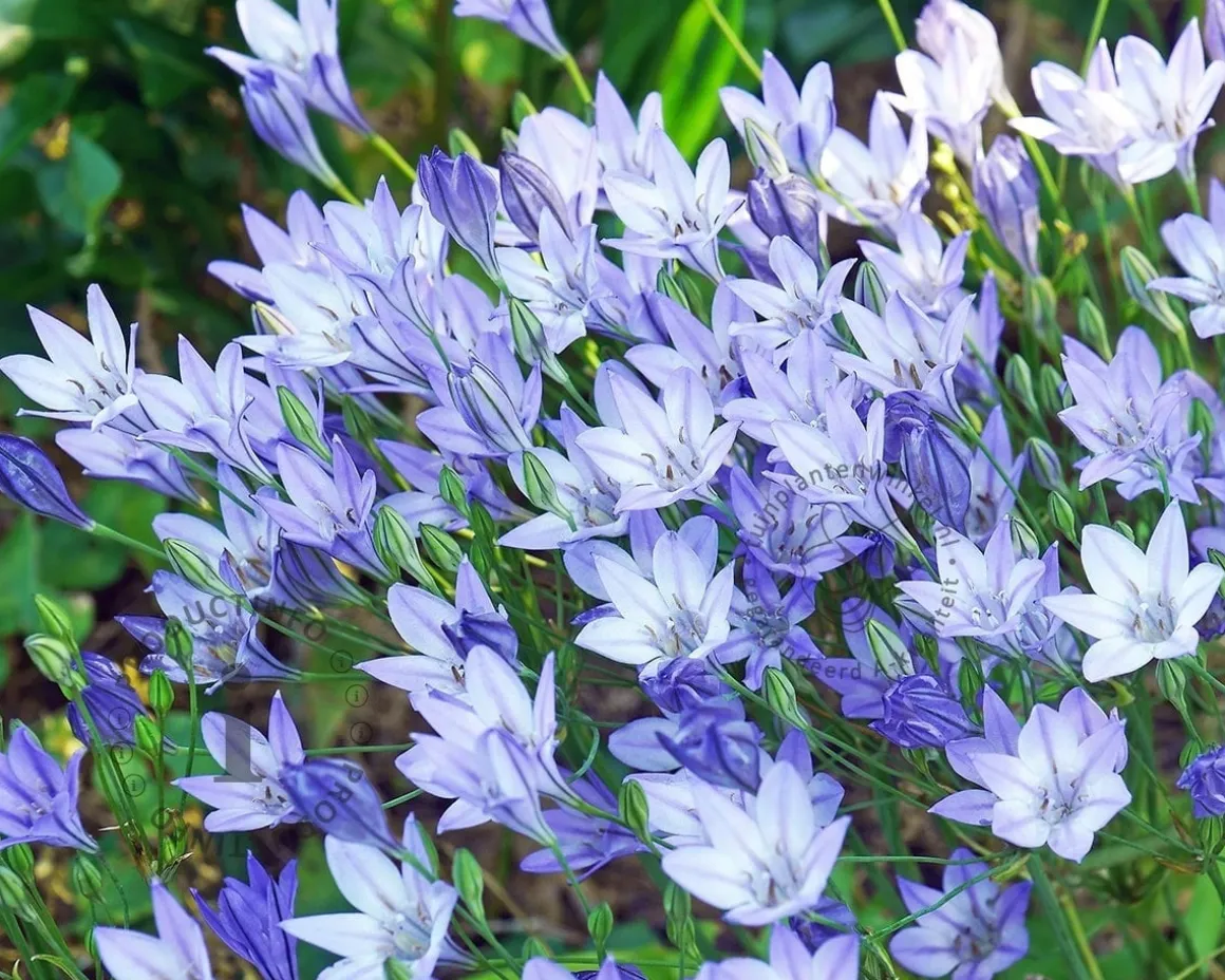 Triteleia corrina