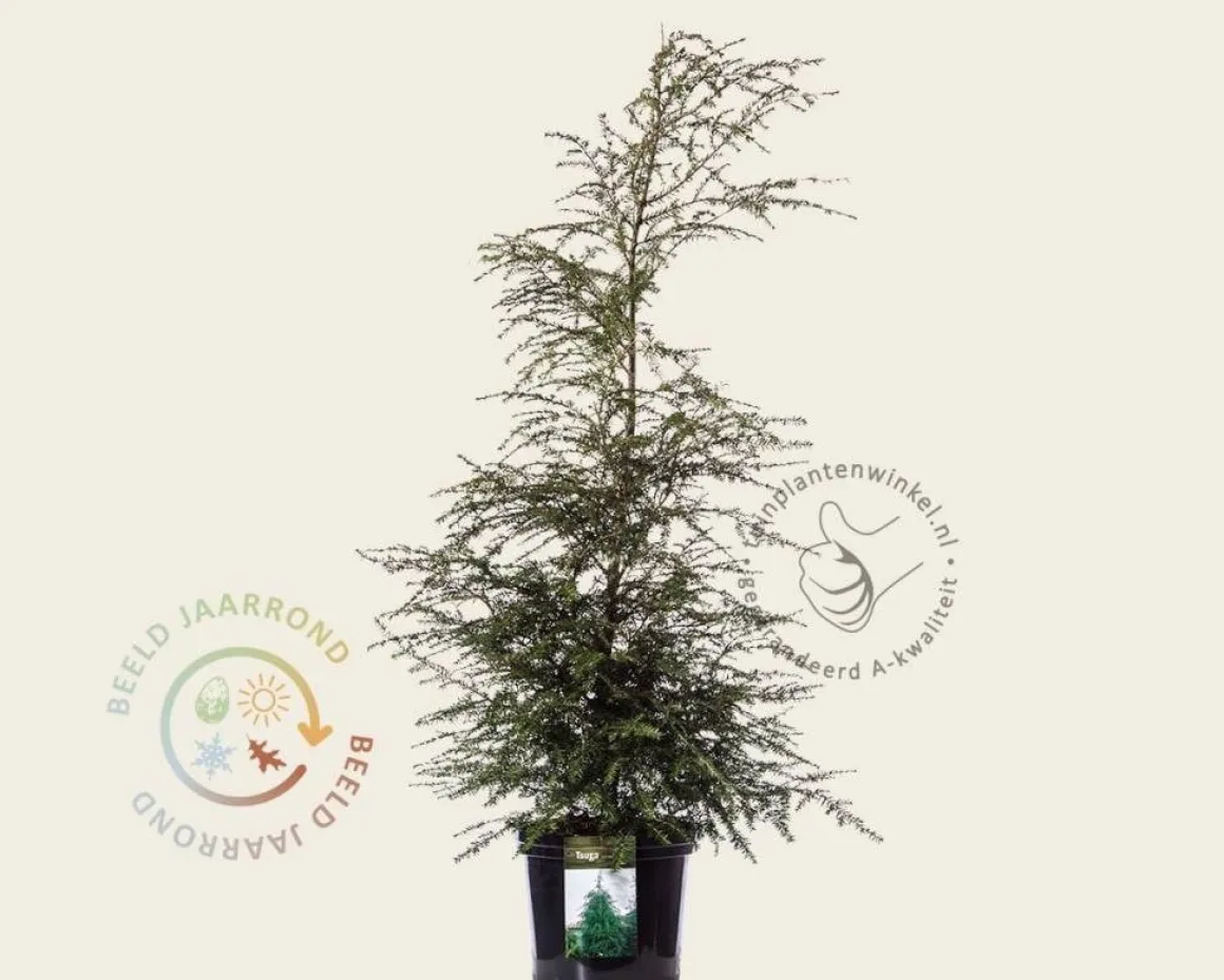 Tsuga canadensis