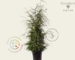 Tsuga canadensis 150/175- Excellent