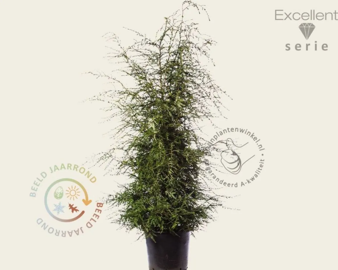 Tsuga canadensis 150/175- Excellent
