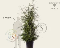 Tsuga canadensis 150/175- Excellent