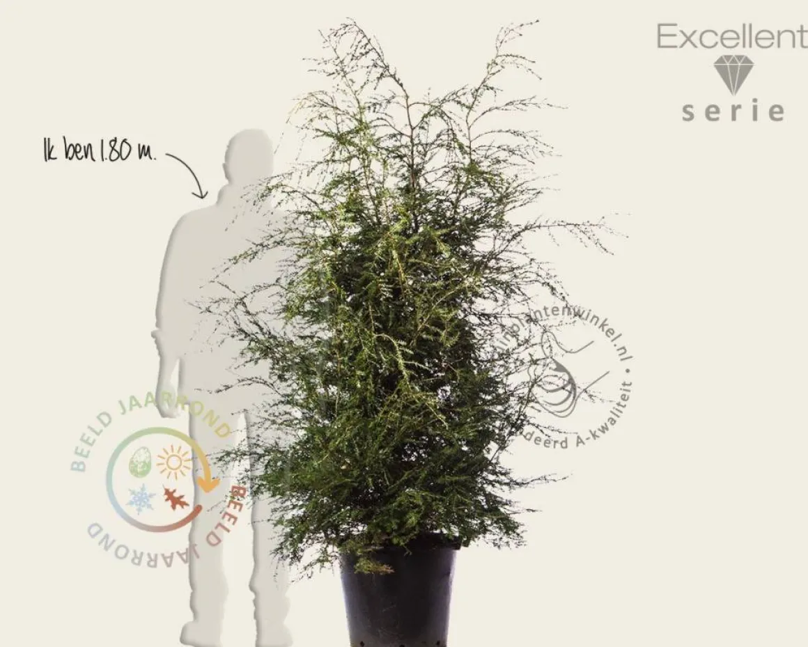 Tsuga canadensis 125/150 - Excellent