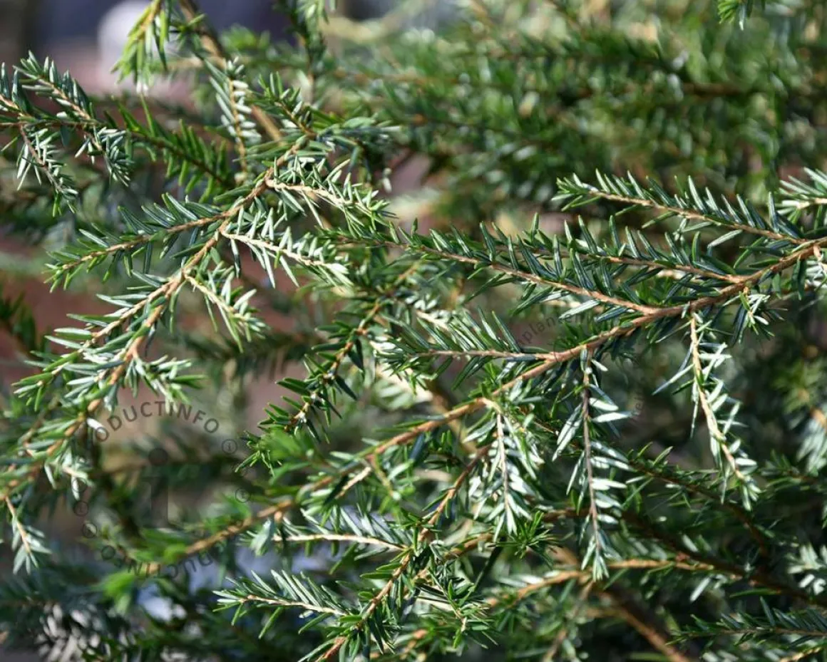 Tsuga canadensis 125/150 - Excellent
