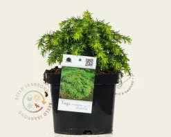 Tsuga canadensis 'Jeddeloh'