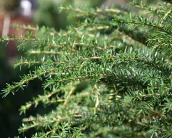 Tsuga heterophylla 200/250 - Excellent