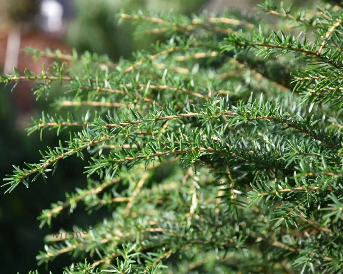 Tsuga heterophylla 200/250 - Excellent