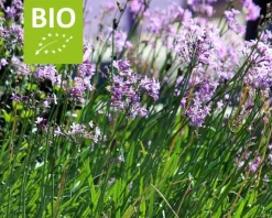 Tulbaghia violacea Puur