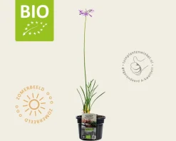 Tulbaghia violacea Puur