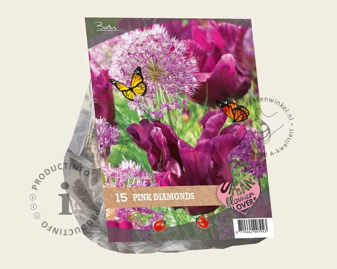 Tulipa / Allium - Pink Diamonds