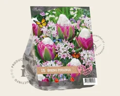 Tulipa / Allium - Spring Feelings