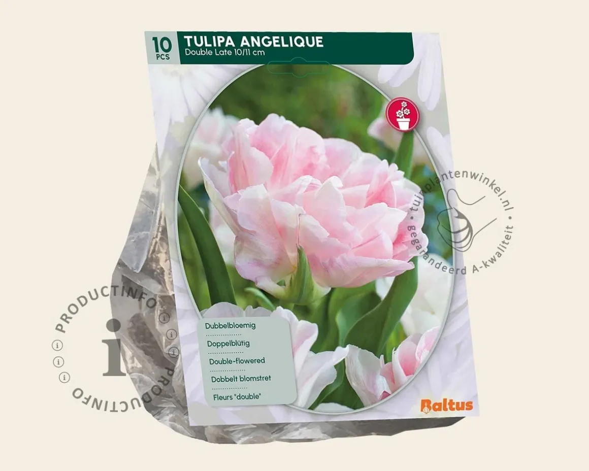 Tulipa 'Angelique'