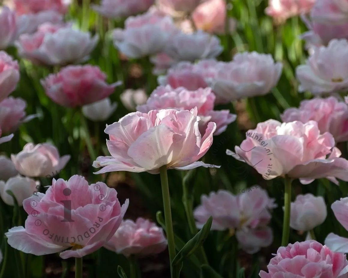 Tulipa 'Angelique'