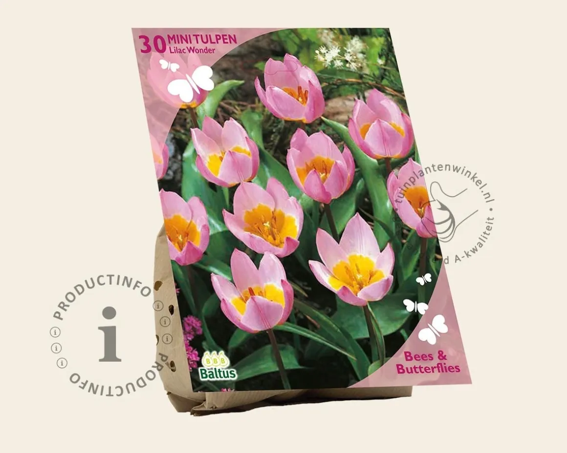 Tulipa bakeri 'Lilac Wonder'