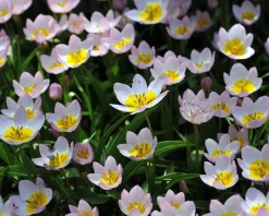 Tulipa bakeri 'Lilac Wonder'
