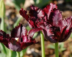Tulipa 'Black Parrot'