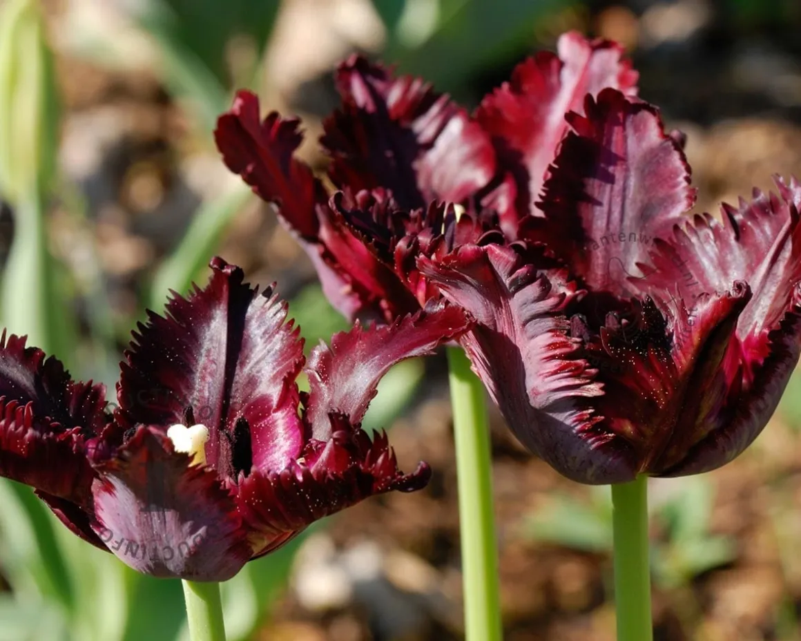Tulipa 'Black Parrot'