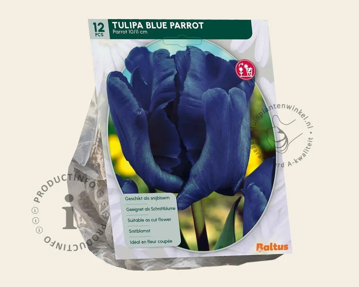 Tulipa 'Blue Parrot'