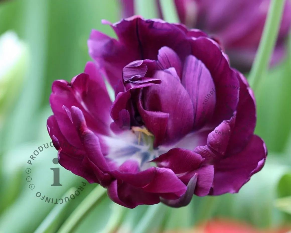 Tulipa 'Blue Parrot'
