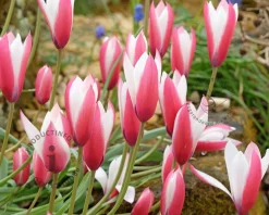 Tulipa clusiana 'Peppermint Stick'