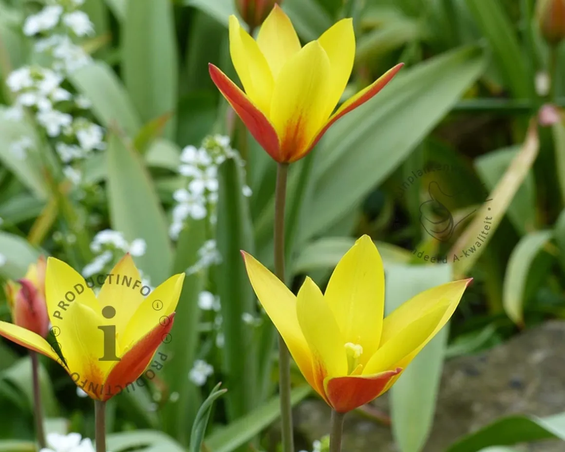 Tulipa clusiana (var. Chrysantha)