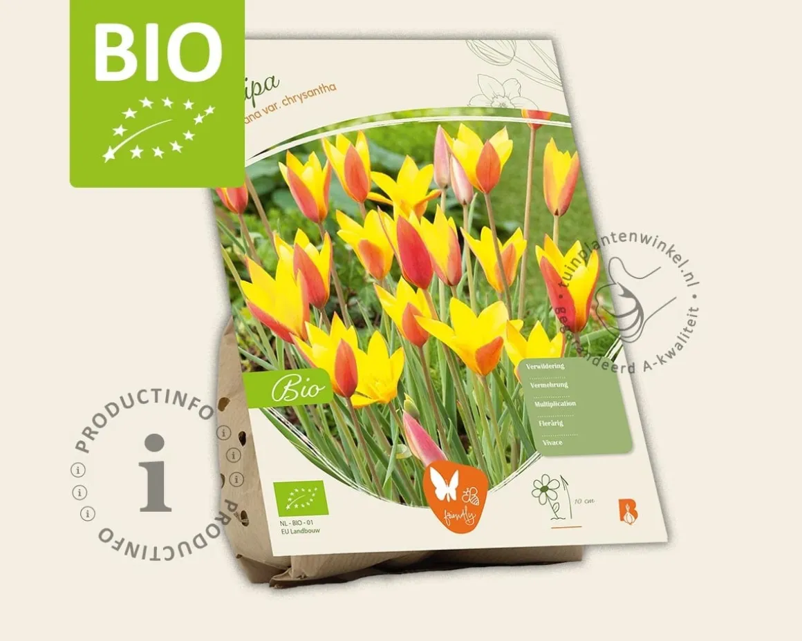 Tulipa clusiana var. Chrysantha - BIO