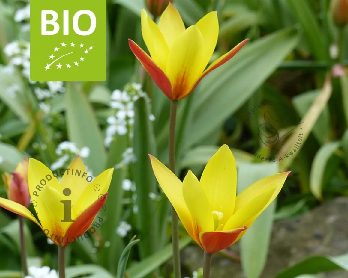 Tulipa clusiana var. Chrysantha - BIO