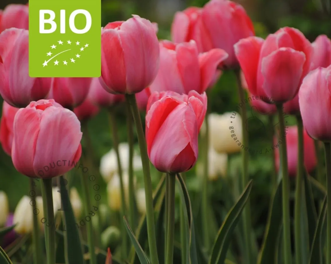 Tulipa 'Design Impression' - BIO