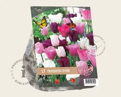 Tulipa Fantastic Four