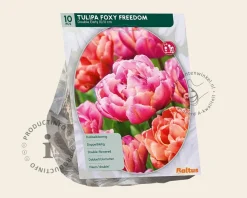Tulipa 'Foxy Freedom'