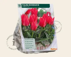 Tulipa greigii 'Roodkapje'