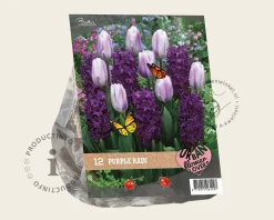 Tulipa / Hyacinthus - Purple Rain