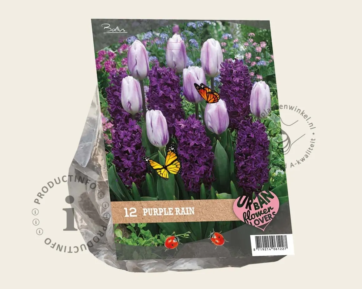 Tulipa / Hyacinthus - Purple Rain