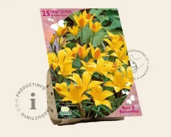 Tulipa kolpakowskiana