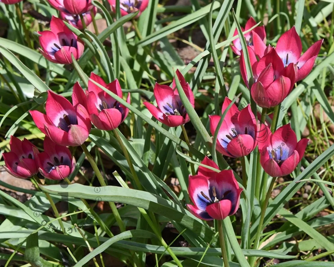 Tulipa 'Little Beauty'