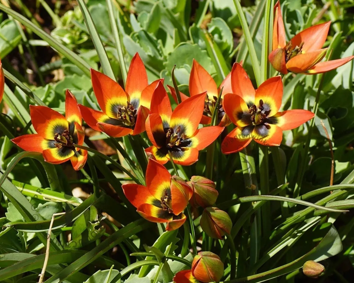 Tulipa 'Little Princess'