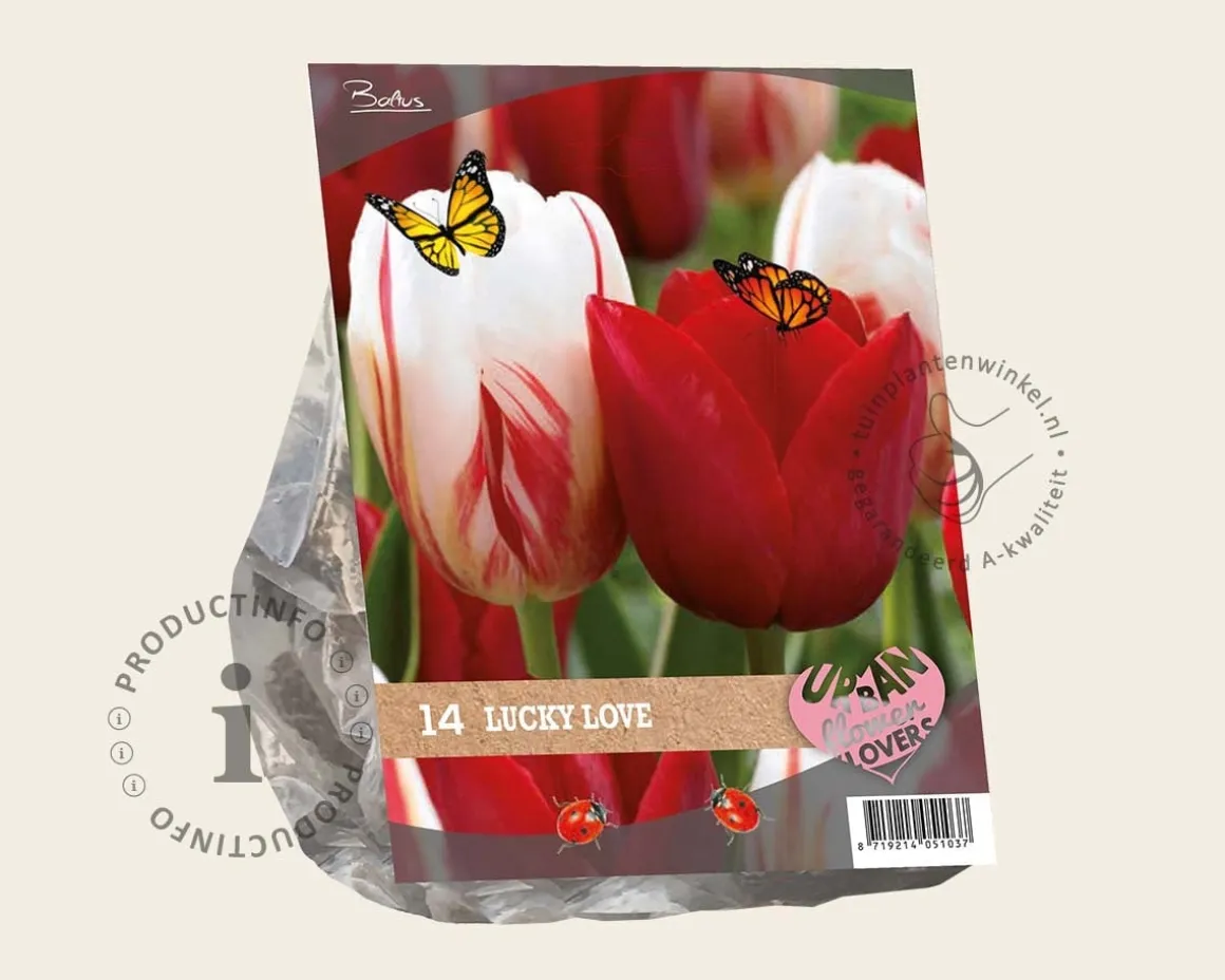 Tulipa Lucky Love