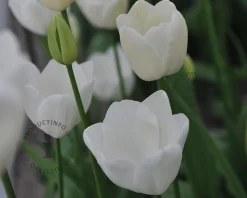 Tulipa 'Maureen'