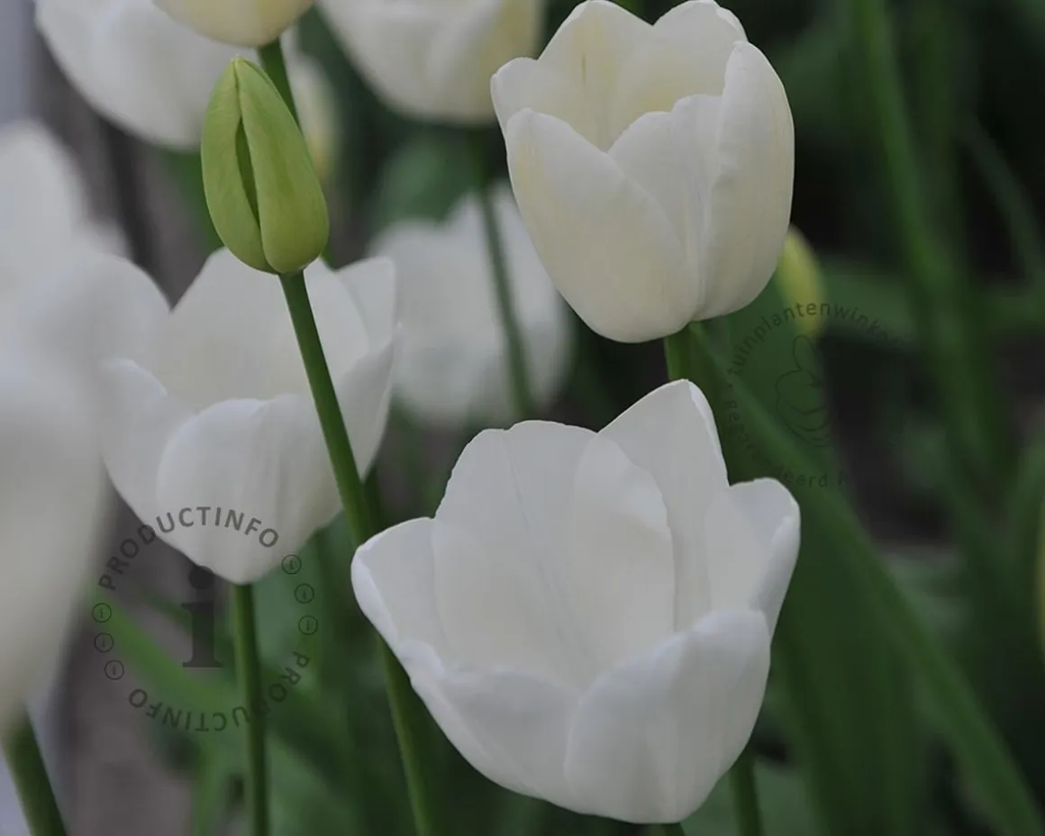 Tulipa 'Maureen'