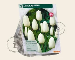 Tulipa 'Maureen'