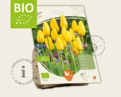 Tulipa 'Muscadet' - BIO