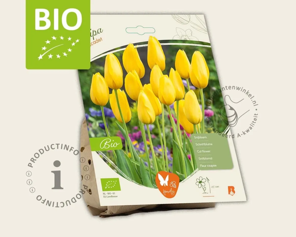 Tulipa 'Muscadet' - BIO