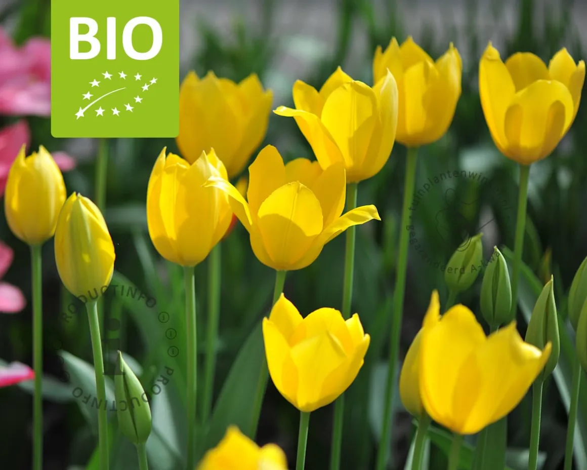Tulipa 'Muscadet' - BIO